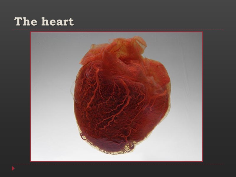 The heart